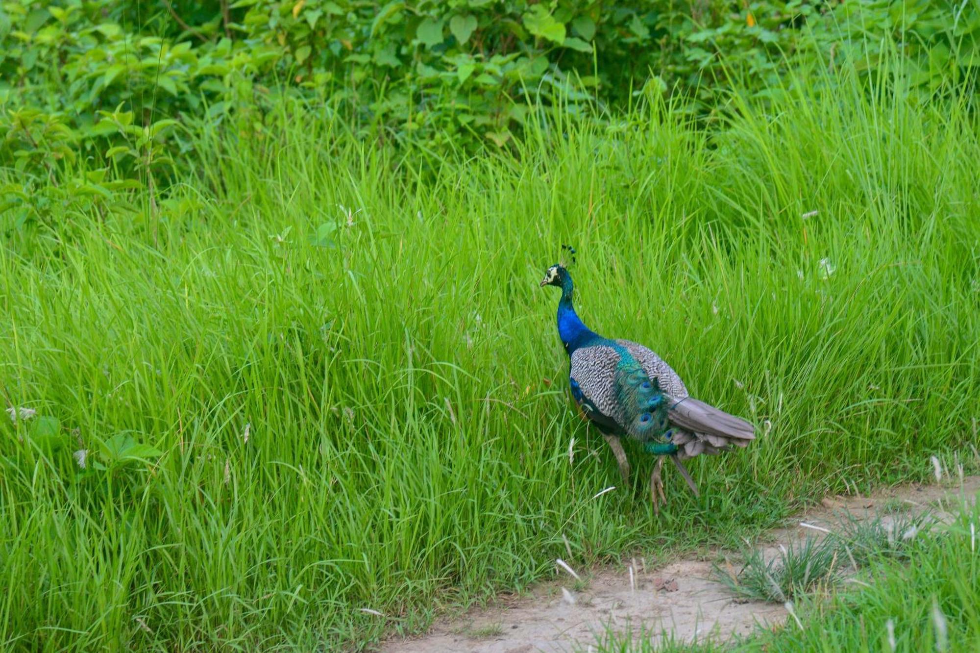 Greenland Safari, Sauraha Ngoại thất bức ảnh