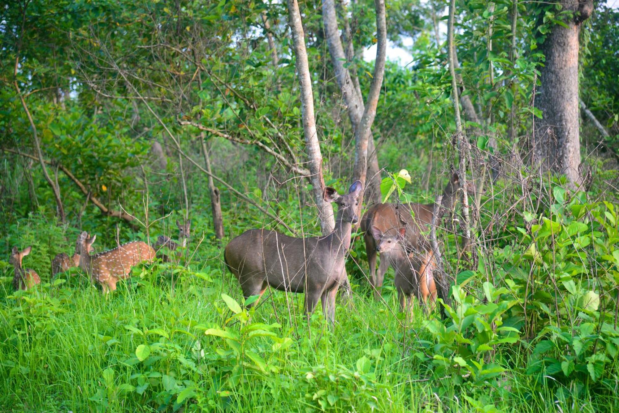 Greenland Safari, Sauraha Ngoại thất bức ảnh