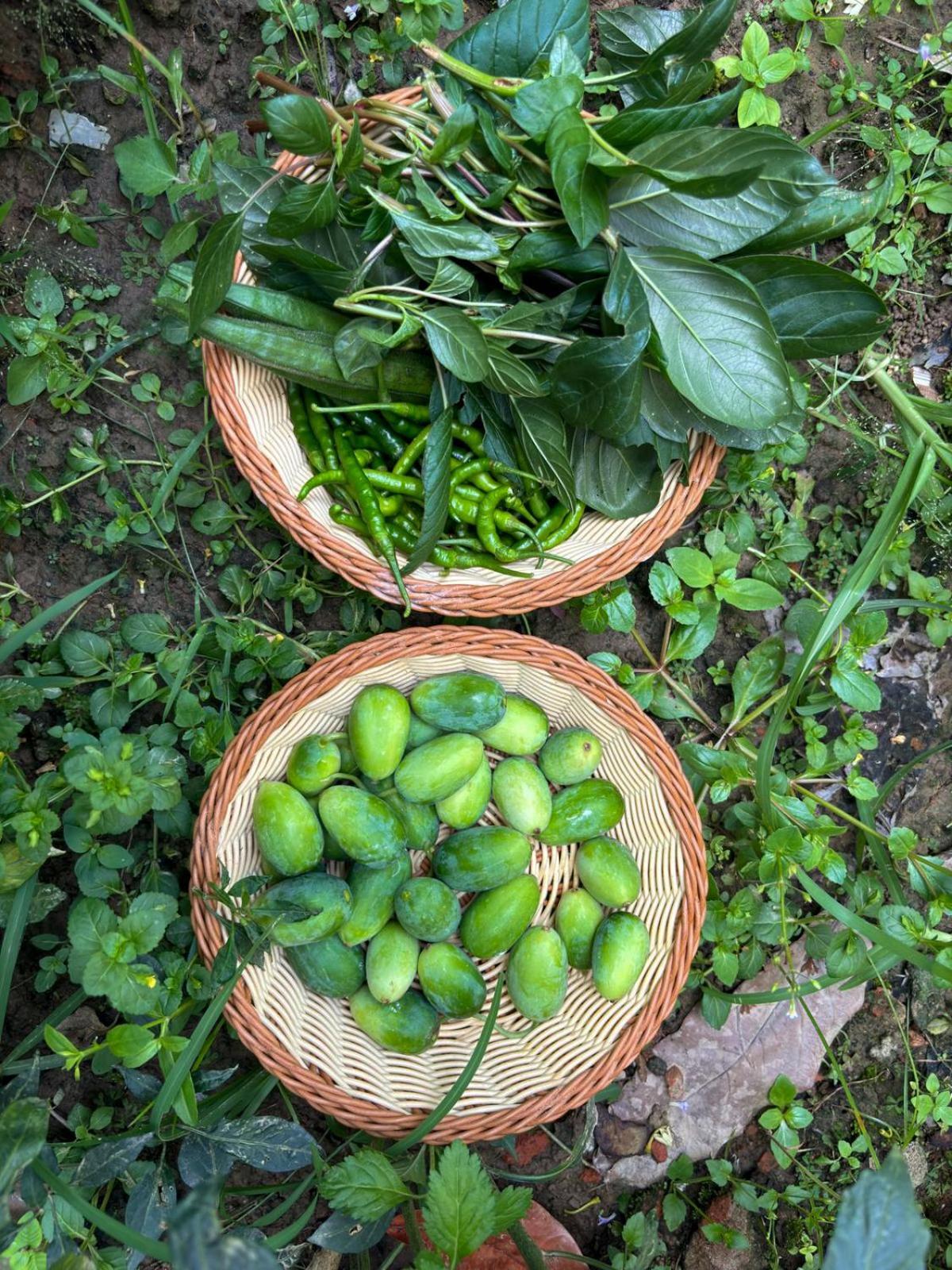 Greenland Safari, Sauraha Ngoại thất bức ảnh