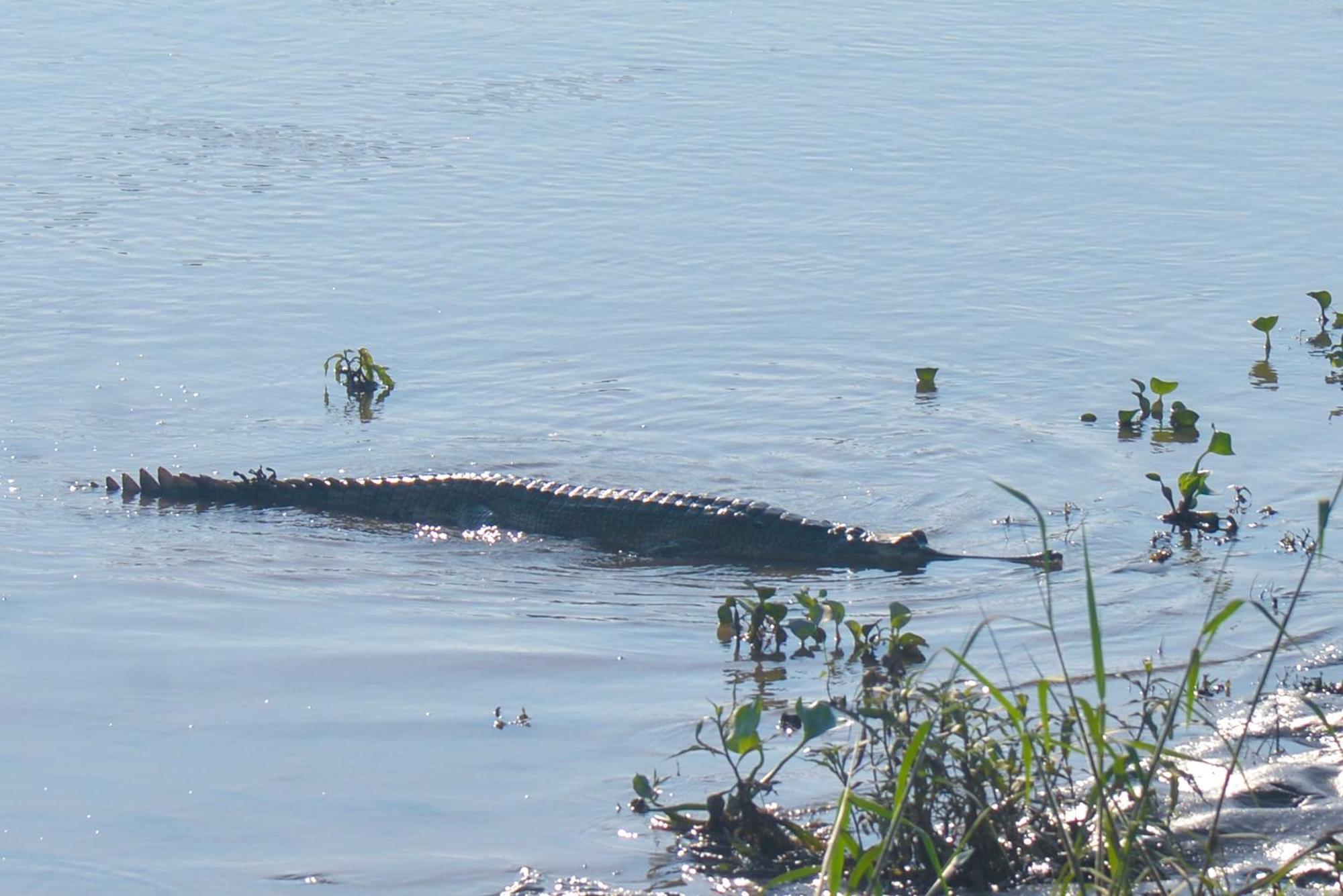 Greenland Safari, Sauraha Ngoại thất bức ảnh